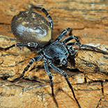 Capheris decoratus